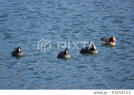 野鳥のバンとヒドリカモ 92658133