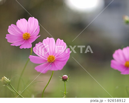 ピンクのコスモスの花 92658912