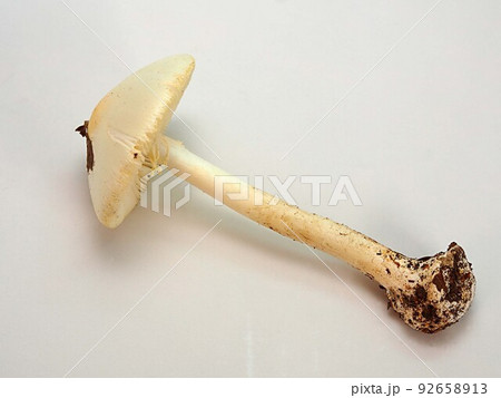 アケボノドクツルタケの標本写真 92658913
