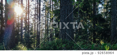 Peat and cones in a clearing of a coniferous forest. Seasonal natural backdrop with bokeh, sun flare and shallow depth of field. Close-up with space for text and selective focus Peat and cones in a clearing of a coniferous forest. Seasonal natural backdrop with bokeh, sun flare and shallow depth of field. Close-up with space for text and selective focus 92658964