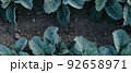 Fresh green cabbage in the farm field. Landscape aerial view of a freshly growing cabbages heads in line. Vivid agriculture field in rural area top view or drone shot. Background or texture banner. 92658971
