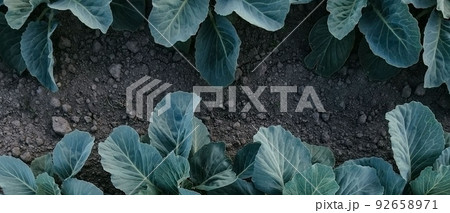 Fresh green cabbage in the farm field. Landscape aerial view of a freshly growing cabbages heads in line. Vivid agriculture field in rural area top view or drone shot. Background or texture banner. Fresh green cabbage in the farm field. Landscape aerial view of a freshly growing cabbages heads in line. Vivid agriculture field in rural area top view or drone shot. Background or texture banner. 92658971