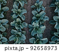 Fresh green cabbage in the farm field. Landscape aerial view of a freshly growing cabbages heads in line. Vivid agriculture field in rural area top view or drone shot. Background or texture banner. 92658973
