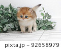 British longhair kitten on white background with green leaves. Golden chinchilla highlander. Cute fluffy kitten . Pets at cozy home. Top view web banner. Funny adorable pets cats. Postcard concept. 92658979