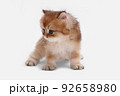 British longhair kitten on white background with green leaves. Golden chinchilla highlander. Cute fluffy kitten . Pets at cozy home. Top view web banner. Funny adorable pets cats. Postcard concept. 92658980