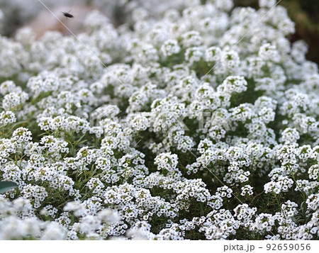 白いスイートアリッサムの花の群生 92659056