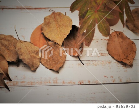 秋 落ち葉 枯れ葉 朽ち葉 秋深し 秋 落ち葉 枯れ葉 朽ち葉 秋深し 92659703