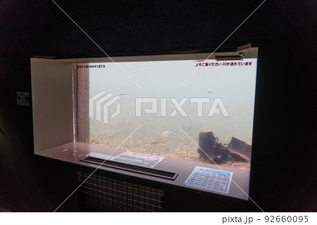 サケのふるさと千歳水族館 水中観察ゾーン サケのふるさと千歳水族館 水中観察ゾーン 92660095