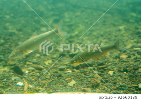 サケのふるさと千歳水族館 水中観察ゾーン サケのふるさと千歳水族館 水中観察ゾーン 92660139