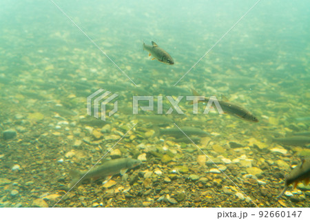 サケのふるさと千歳水族館 水中観察ゾーン サケのふるさと千歳水族館 水中観察ゾーン 92660147