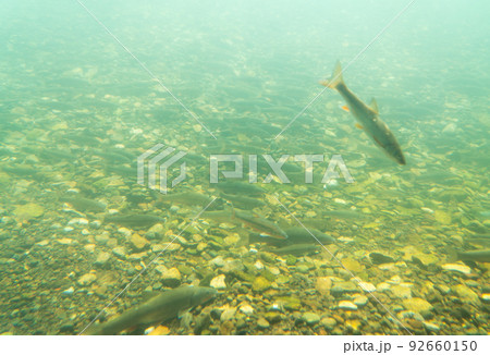 サケのふるさと千歳水族館 水中観察ゾーン サケのふるさと千歳水族館 水中観察ゾーン 92660150