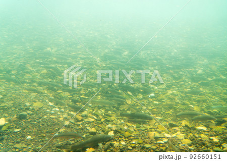サケのふるさと千歳水族館　水中観察ゾーン 92660151