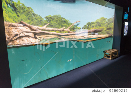 アメリカミンク　サケのふるさと千歳水族館 92660215