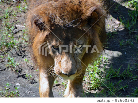 睨むライオン 動物の世界 睨むライオン。鋭い目、王者の風格、動物園の中とはいえ
