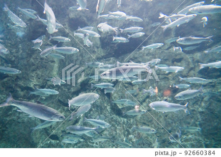 ギンザケ サケのふるさと千歳水族館 ギンザケ サケのふるさと千歳水族館 92660384