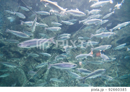 ギンザケ サケのふるさと千歳水族館 ギンザケ サケのふるさと千歳水族館 92660385
