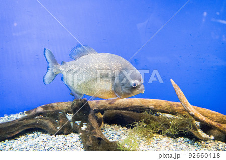 ピラニア　サケのふるさと千歳水族館 92660418