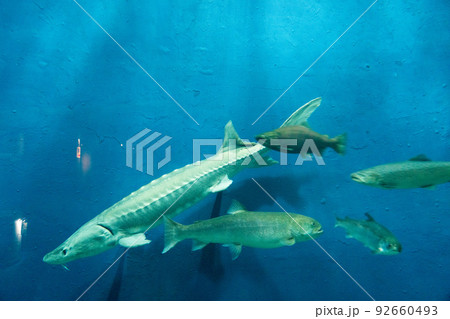 イトウ サケのふるさと千歳水族館 イトウ サケのふるさと千歳水族館 92660493