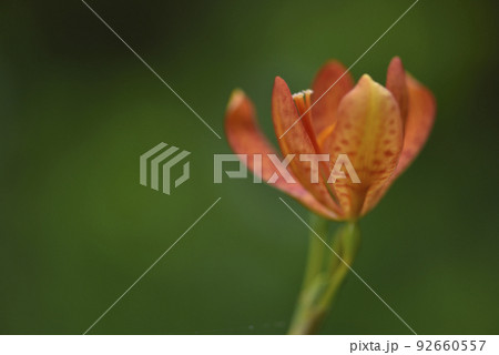 花 フラワー お花 92660557