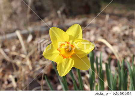 群馬県高崎市倉渕町のスイセン 群馬県高崎市倉渕町のスイセン 92660604