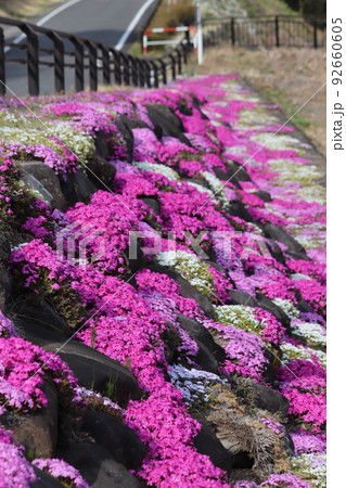 群馬県高崎市倉渕町の芝桜 92660605