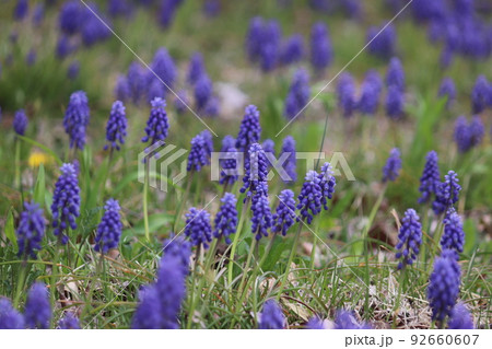 群馬県高崎市倉渕町のムスカリ 92660607