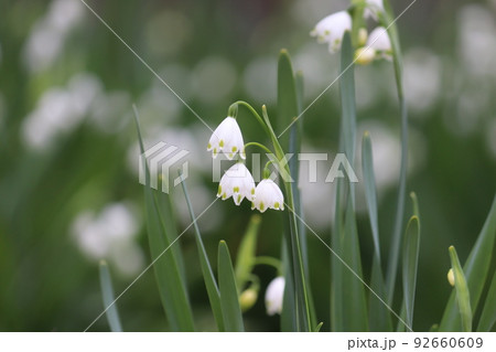 群馬県高崎市倉渕町のすずらん 92660609