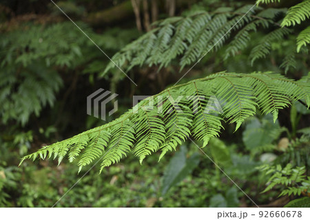 木の葉 葉 草の葉 92660678