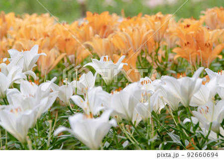 百合の花 百合の花 92660694