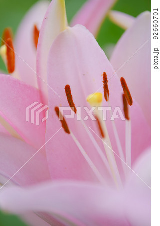 百合の花 百合の花 92660701