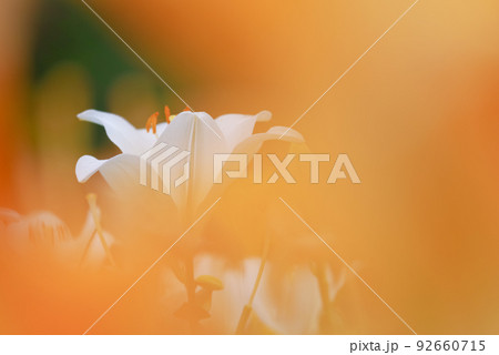 百合の花 百合の花 92660715