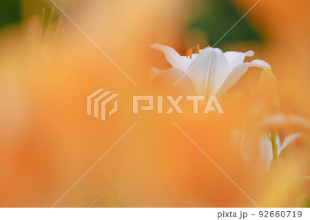 百合の花 百合の花 92660719