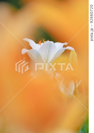 百合の花 92660720