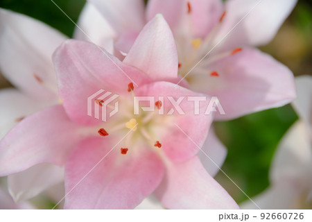 百合の花 92660726