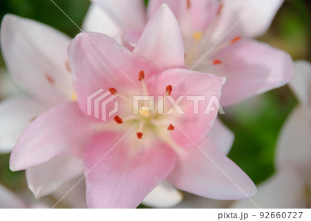 百合の花 92660727