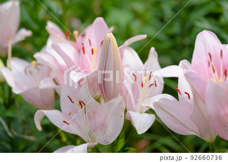 百合の花 92660736