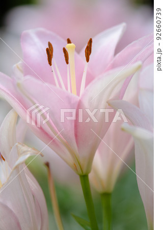 百合の花 92660739