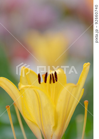 百合の花 百合の花 92660740