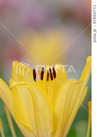 百合の花 百合の花 92660741