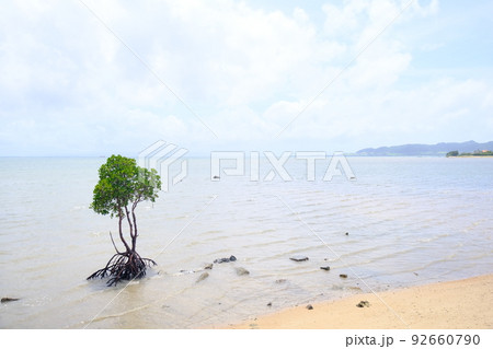 名蔵湾の1本ヒルギ（沖縄・石垣島）7 92660790
