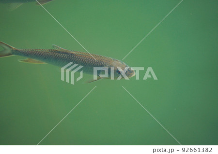 古北水鎮の魚 古北水鎮の魚 92661382