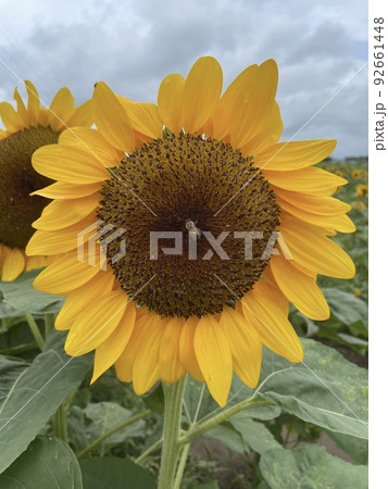 向日葵 向日葵 92661448