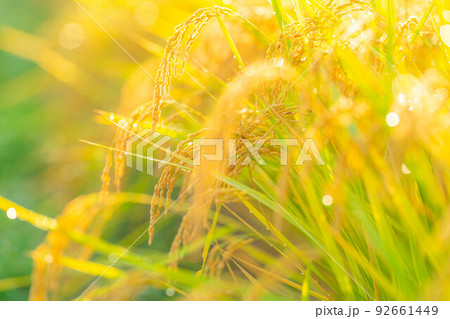 【秋素材】朝露をまとった稲【長野県】 【秋素材】朝露をまとった稲【長野県】 92661449