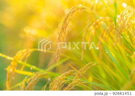 【秋素材】朝露をまとった稲【長野県】 【秋素材】朝露をまとった稲【長野県】 92661451