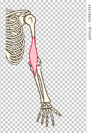 brachial muscles, upper limb skeleton, muscles that flex the elbow brachial muscles, upper limb skeleton, muscles that flex the elbow 92661454