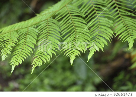 木の葉 葉 草の葉 92661473