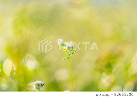 【秋素材】朝日を浴びるそばの花【長野県】 【秋素材】朝日を浴びるそばの花【長野県】 92661500