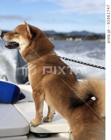 船にのる柴犬 船にのる柴犬 92661747
