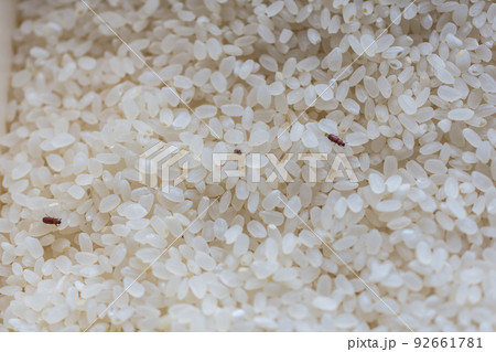 白米にわいた虫 白米にわいた虫 92661781