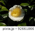 つばき 92661866